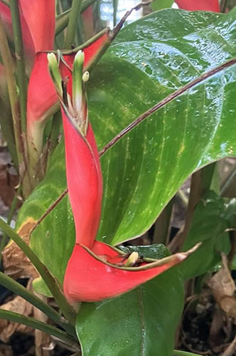 Foto van Tropische Plant 1